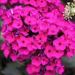Random Upright Phlox Plant 4–7 Inches, Live Flowering Garden Plants, Hardy Perennial Phlox Flowers for Outdoor Garden