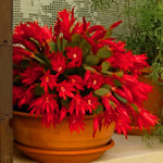 Easter Cactus Plants Live, Vibrant Color, Size 5-9" in Tall, No Pot, Spring Bloom Housplant Indoor Outdoor Succulent Cacti (Red)
