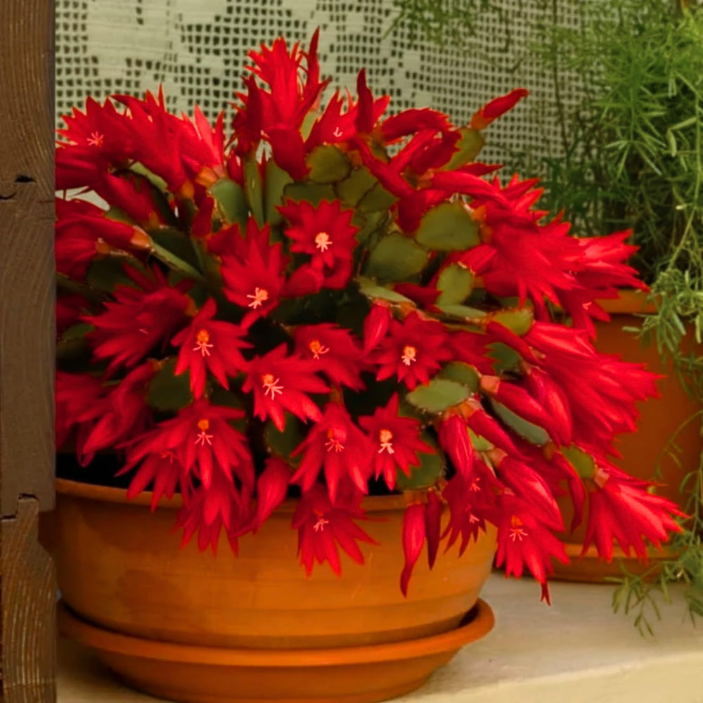 Easter Cactus Plants Live, Vibrant Color, Size 5-9" in Tall, No Pot, Spring Bloom Housplant Indoor Outdoor Succulent Cacti (Red)