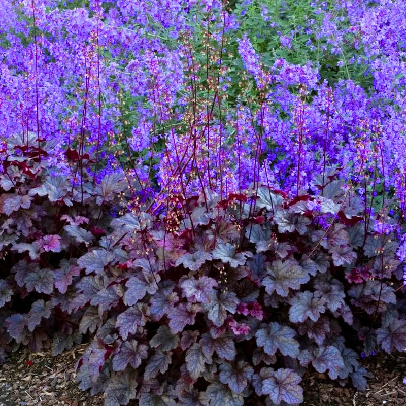 2-Pack Live Heuchera Coral Bells Plants, Deep Black Purple Leaves, Vibrant Indoor Outdoor Planting