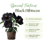 Black Hibiscus Plant for Outdoor Planting, Hardy Hibiscus Flowers Colorful Blooms, Hibiscus Plant for Grow