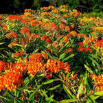 2 Orange Milkweed Plants Live, 5-8 Inch Tall, Butterfly Milkweed Asclepias Tuberosa Plant for Perennial Flower