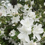 Live Azalea Plant, Hardy Rhododendron Flowering Shrub, 10 Inches Tall for Growing (White)