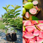 Pink Guava Tree Live Plant, 12-16 Inches Tall in Half Gallon Pot, Tropical Fruit Tree, Cold Hardy, Zones 9-11
