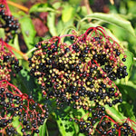 Black Elderberry Plant Live, Berry Shrub, 2-3 Ft Tall