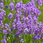 Pack 2 Lavender Live Plants 4-8 Inches, Hardy Fragrant Perennial Outdoor Herb Plant (Provence Lavender)