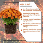 Chrysanthemum Plants Live 4 to 7 Inch Tall, Mums Live Plants, Vibrant Perennial Mum Plant for Planting in Garden (Orange)