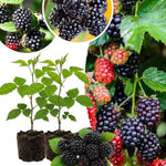 Pack 2 Thornless BlackBerry Plants Live, 4-8 Inch Tall, BlackBerry Bush Live Plant, Sweet Blackberries Fruit Indoor Outdoor (Ouachita BlackBerry)
