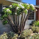 Palm Tree Live Plant Indoor Outdoor, Rare Succulent Palm Houseplant for Indoor or Outdoor Growing, 1 Gallon Pot, Green Leaves White Flowers