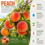 Deep Color Peach Tree Plant Live, Well-Rooted Fruit Tree, 1-2 Ft Tall