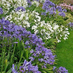 3 Mixed Agapanthus Plants, Hardy Perennial Flowering Lily of The Nile Plants 5-9” Tall for Garden Borders and Containers