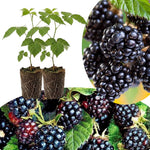Pack 2 Thornless BlackBerry Plants Live to Grow 4 to 8 Inch Tall, BlackBerry Bush Live Plant, Sweet Blackberries Fruit Tree Indoor Outdoor (Arapaho BlackBerry)