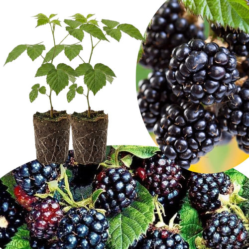 2 Arapaho BlackBerry Plants Live, Fruit Berry Plant, 4-8 Inch Tall