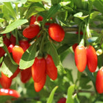 Goji Berry Plant Live, 5-9 Inches Tall, No Pot, Cold Hardy Goji Berries Fruit Plant for Home Garden