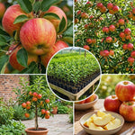 Honey Crisp Apple Tree Plant Live, Sweet Fruit Plant, 6-10 Inch Tall