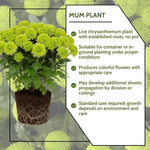 Chrysanthemum Plants Live 4 to 7 Inch Tall, Mums Live Plants, Vibrant Perennial Mum Plant for Planting in Garden (Green)