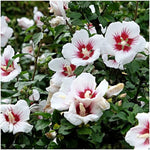 Set 3 Rose of Sharon Plant 2 Inches