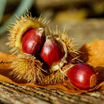 2 Chestnut Trees Live Plants Seedlings, 2-3 Feet Tall, Dormant, Bareroots, Establish Roots, Cold Hardy for Outdoor Planting