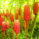 12 Shampoo Ginger Rhizomes for Planting, Zingiber Zerumbet Roots, Hardy Perennial Red Pinecone Ginger Roots for Outdoor Garden