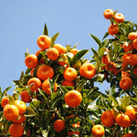 Sweet Mandarin Orange Tree, 1-2 Feet Tall in 1 Gallon Pot, Sweet Citrus Fruit Tree for Patio and Outdoor Garden