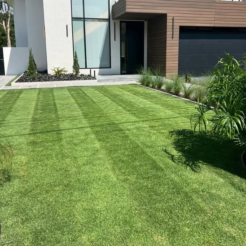 Set 10000 Zoysia Grass Seeds for Lawn, Zoysia Grass Seeds, Lawngrass Seed for Outdoor Gardening