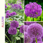 3 Allium Bulbs for Planting, Allium Gladiator Bulbs, Purple Blooming Onion Flowering Perennial for Spring and Summer Garden