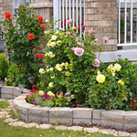 2 Mix Rare Rose Bush, 20+ Varieties Heirloom Rose Plants Live for Planting, 7-10 Inch Tall, Fragrant Rose Flowers Well Rooted Starter Plant