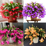 Live Random Christmas Cactus Live Plant 4–6 Inches Tall, Winter Blooming False Thanksgiving Cactus Well Rooted, Flowering Houseplant for Home and Office