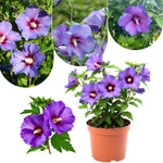 Althea Rose of Sharon Bush Live Plants in Pot, Hibiscus Plant Live, Fragrant Rose of Sharon Plant, from 6 to 13 Inch Tall (Purple)