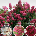 Set 2 Hydrangea Live Plants, White and Pink Hydrangea Bushes Shrubs Trees Live Plants in 2.5" Pot, 5-10" Live Hydrangea Well Rooted for Planting