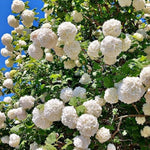 Old Fashion Snowball Viburnum Live Plant, 8-10" Tall Viburnum Shrub in Pot, Hardy Viburnum Bush Starter for Outdoor Planting