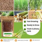 400 Lemon Grass Seeds, Fragrant Herb Lemongrass, Lemongrass Seeds for Outdoor Planting