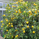 Meyer Lemon Tree Plant Live in 4" Pot, Starter Size 2-4" in Tall, Yellow Lemon Lime Citrus Fragrant for Zones 8-11 Growing