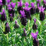 French Lavender Plant Live, Live Lavender Plants for Outside, Purple Blooms, Cold Hardy Herb for Indoor Outdoor Planting, 4 to 7 Inches Tall