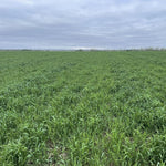 5 Pound Rye Cover Crop Seeds, Cereale Rye Cover Crop Seeds for Garden Beds and Outdoor Growing