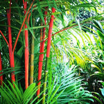 Palm Tree Live Plant, Fully Rooted in 3 Gallon Pot, Rare Tropical Plant Live for Indoor or Outdoor Growing, Red