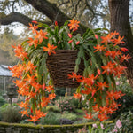 2 Orange Christmas Cactus Plants, Thanksgiving Cactus 3-6 Inch Tall, Winter Succulents Flowers Container Hanging Basket Indoor Outdoor Planting
