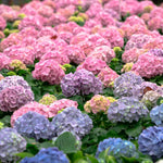 Set 2 Hydrangea Live Plants, Change Colors Hydrangea Bushes Shrubs Trees Live Plants in 4” Pot, Live Hydrangea Well Rooted for Planting (Pink to Blue and Purple)