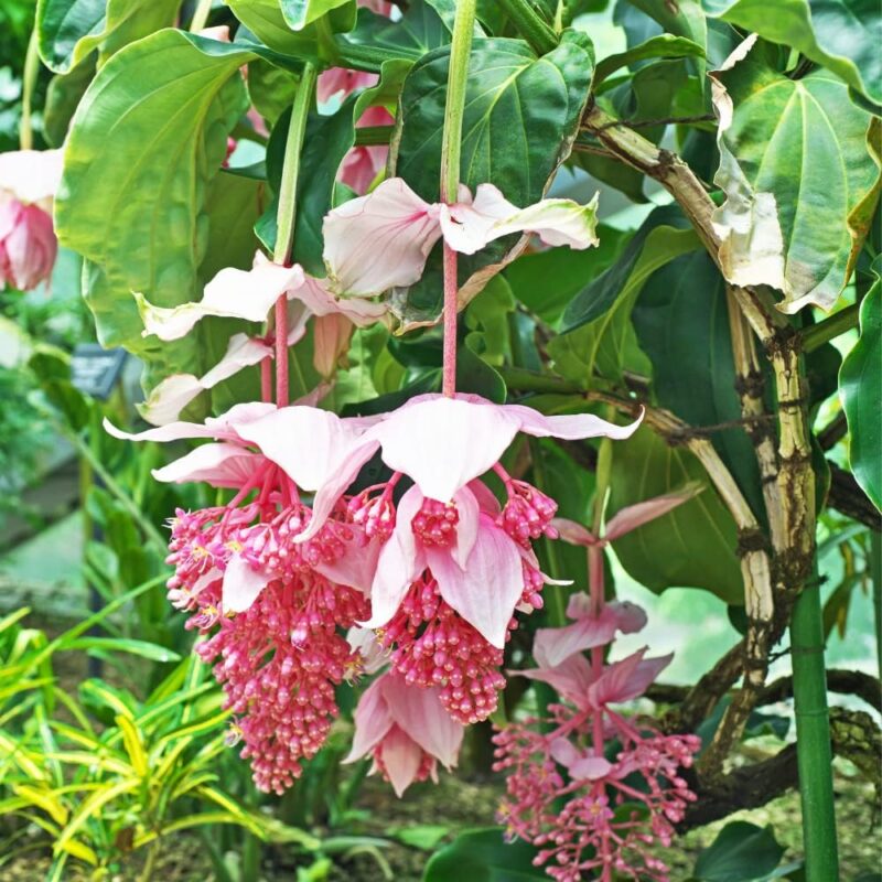 4 Medinilla Plants, Medinilla Gregori Hambali