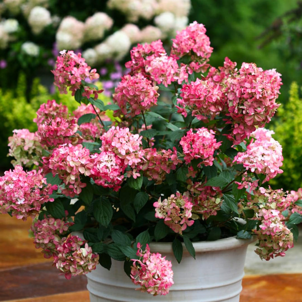 Dormant Hydrangea Live Plant Bush Shrub for Planting, 5 to 9" Hydrangea Tree Plant for Outdoor Planting, Change Color Flower Blooms (Pink to Red White)