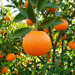 Live Tangerine Citrus Tree, 1-2 Ft Tall in 1 Gallon Pot, Fruit Bearing Tree for Indoor Outdoor Patio Garden and Home Growing