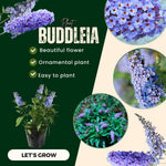 2 Butterfly Bush Live Plants, Light Buddleia Shrubs, 5–9 Inch Tall, Fragrant Flowering Shrubs, No Pot