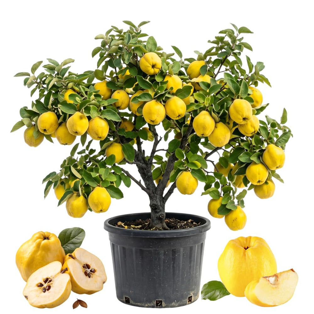 Quince Tree Plant Live, Cold Hardy Edible Fruit Tree, 2-3 Ft Tall