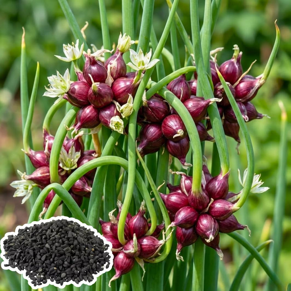 100 Walking Onion Seeds for Planting, Cold Hardy Perennial Onion Tree, Fast Growing for Spring Planting