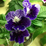 Blueberry Streptocarpus Lady Slipper Plants in 3.25 Inch Pot, Live Flowering Houseplant for Patio, Containers and Indoor Gardening