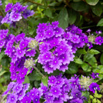 Set 2 Verbena Live Plants, Perennial Verbena Flowers, Long-Lasting, Hardy Flowering Plant for Planting (Purple)