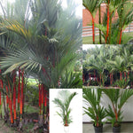 Live Palm Tree Plant in 3 Gallon Pot, No CA, Large Fully Rooted Size, Ready to Plant for Home Décor Indoor Outdoor Landscape, Rare Palm Trees, Red Lipstick Palm