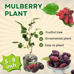 Mulberry Tree Live Plant 5 to 8 Inc Height, Sweet Mulberry Bush Live Plant, Mulberry Plant Live (Red Mulberry)