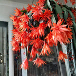 Easter Cactus Live Plant, Vibrant Blooming Cactus for Indoor Outdoor Gardens, 4-8'' Tall, No Pot (Orange Blooms)