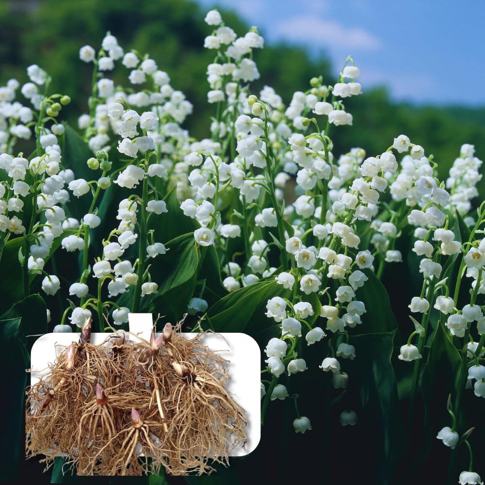 10 Lilies of The Valley Bulbs Rhizomes, Lily of The Valley Bulbs for Planting, Perennial Flower Bulbs Outdoors Indoors Garden